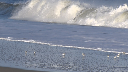 sea gulls playing in the surf