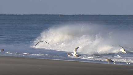 sea gulls playing in the surf